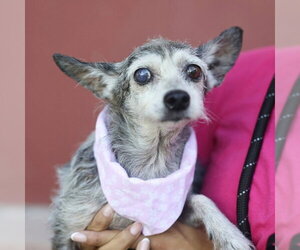 Mutt Dogs for adoption in San Antonio, TX, USA