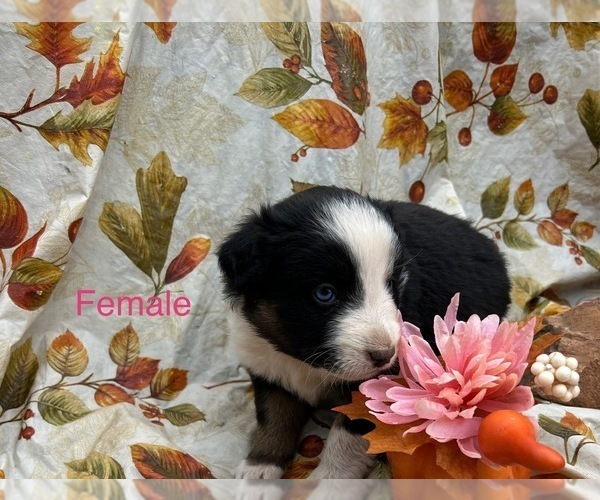 Medium Photo #2 Australian Shepherd Puppy For Sale in COTOPAXI, CO, USA