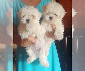Maltese Puppy for Sale in DELTONA, Florida USA