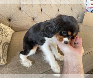 Cavalier King Charles Spaniel Puppy for sale in BATTLEFIELD, MO, USA
