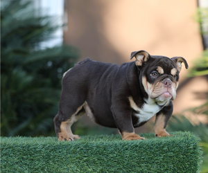 English Bulldog Puppy for sale in NEWPORT BEACH, CA, USA