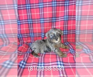 Yorkshire Terrier Puppy for sale in LAPEER, MI, USA
