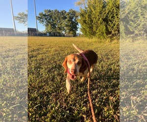 Plum: At shelter - Female Beagle Dog for Adoption - Photo #2