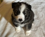 Small #1 Australian Shepherd-Miniature Australian Shepherd Mix
