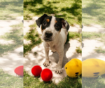 Small #35 Basenji-Rat Terrier Mix