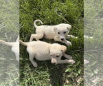 Small Photo #2 Great Pyrenees-Unknown Mix Puppy For Sale in Chama, NM, USA