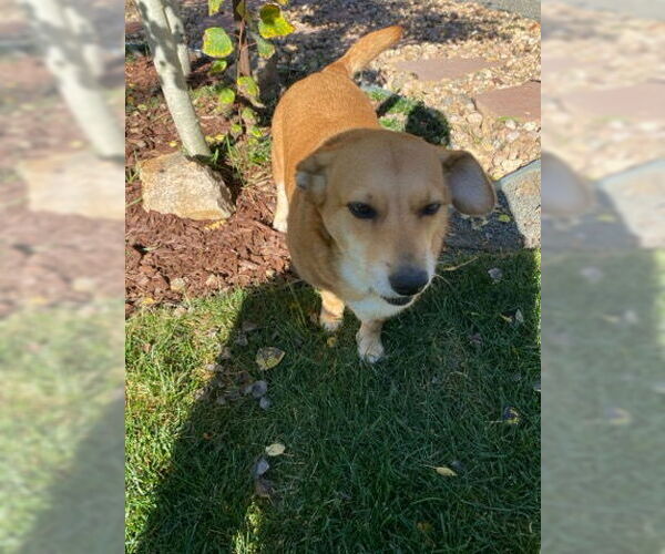 Medium Photo #6 Pembroke Welsh Corgi-Unknown Mix Puppy For Sale in Denver , CO, USA