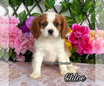 Small Photo #1 Cavalier King Charles Spaniel Puppy For Sale in MIAMI, FL, USA