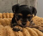 Small #1 Yorkshire Terrier