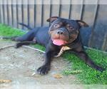 Small #1 American Pit Bull Terrier Mix