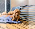 Puppy Puppy 2 Labrador Retriever