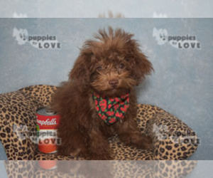 Poodle (Toy) Puppy for sale in SANGER, TX, USA