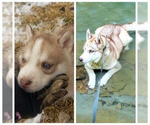 Siberian Husky Puppy for sale in SOUTH SHORE, KY, USA
