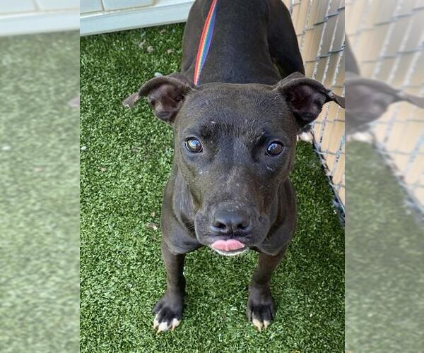 Medium Photo #1 Mutt Puppy For Sale in Fayetteville, NC, USA