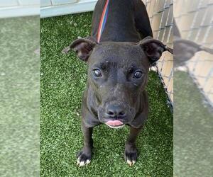 Mutt Dogs for adoption in Fayetteville, NC, USA