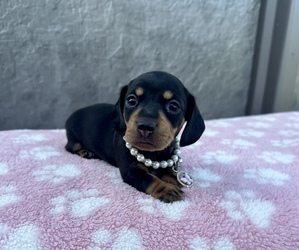 Dachshund Puppy for sale in WEBSTER, FL, USA