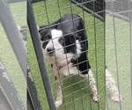 Small #12 Border Collie