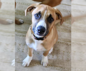 Mutt Dogs for adoption in Brooklyn Center, MN, USA