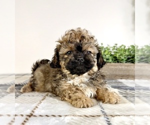 Mal-Shi Puppy for sale in GREENFIELD, IN, USA