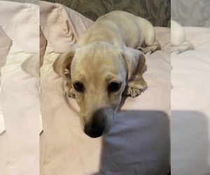 Dachshund Puppy for sale in DENHAM SPRINGS, LA, USA