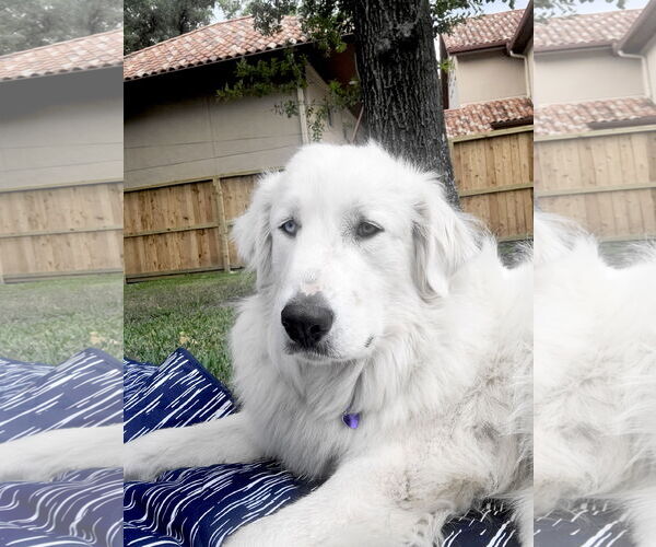 Medium Photo #7 Great Pyrenees Puppy For Sale in Spring, TX, USA