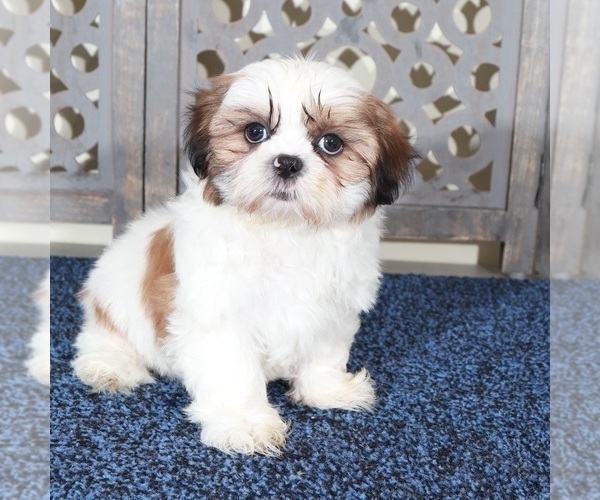 Medium Photo #2 Shih Tzu Puppy For Sale in MOUNT VERNON, OH, USA