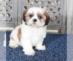Small #1 Shih Tzu
