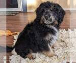 Small #1 Aussiedoodle Miniature 