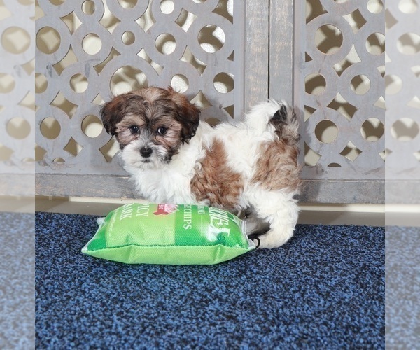 Medium Photo #2 ShihPoo Puppy For Sale in MOUNT VERNON, OH, USA