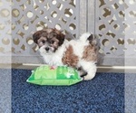 Small #1 ShihPoo