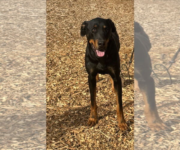 Medium Photo #4 Rotterman Puppy For Sale in Woodland Hills, CA, USA