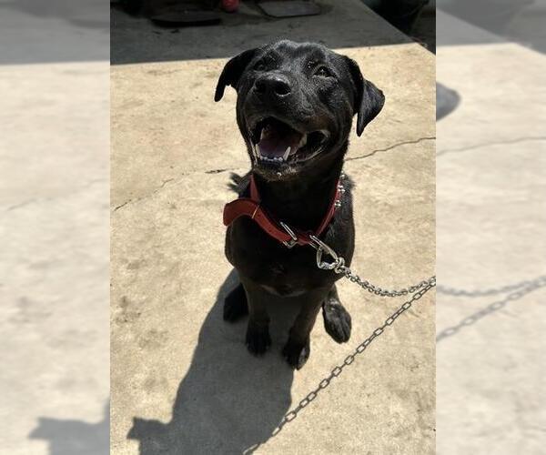 Medium Photo #2 Labrador Retriever-Unknown Mix Puppy For Sale in San Antonio, TX, USA