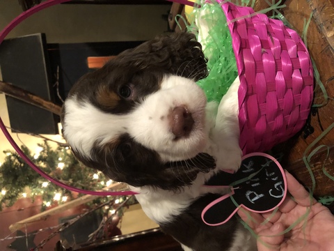Medium Photo #1 English Springer Spaniel Puppy For Sale in ALLIANCE, OH, USA
