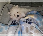 Small Photo #6 Pomeranian Puppy For Sale in SUGAR LAND, TX, USA