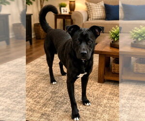 Labrador Retriever-Mountain Cur Mix Dogs for adoption in Sistersville, WV, USA