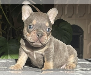 French Bulldog Puppy for sale in BOSTON, MA, USA