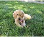 Small #5 Golden Retriever