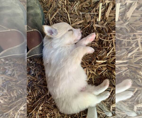 Medium Photo #2 Border Collie Puppy For Sale in Paso Robles, CA, USA