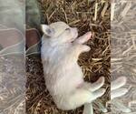 Small #1 Border Collie
