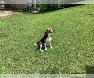 Father of the Beagle puppies born on 04/14/2025