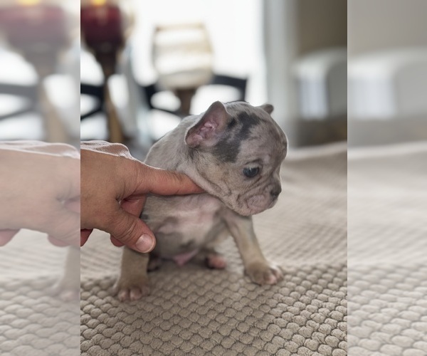 Medium Photo #67 French Bulldog Puppy For Sale in HILTON, NY, USA