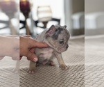 Small Photo #4 French Bulldog Puppy For Sale in HILTON, NY, USA