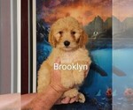 Puppy Brooklyn Goldendoodle