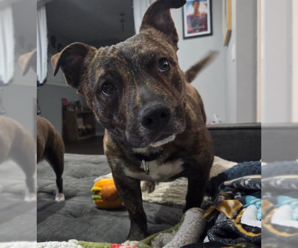 Medium Photo #2 Mutt Puppy For Sale in Brooklyn Center, MN, USA