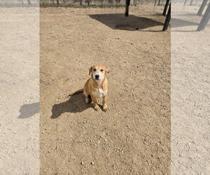 Labrador Retriever-Unknown Mix Dogs for adoption in Maquoketa, IA, USA