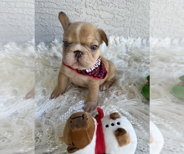 Medium Photo #4 French Bulldog Puppy For Sale in CAPE CORAL, FL, USA