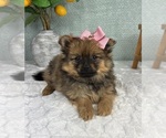 Small #1 Pomeranian