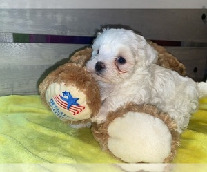 Maltese Puppy for Sale in ORLANDO, Florida USA