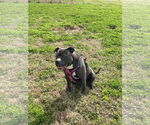 Small #25 American Staffordshire Terrier