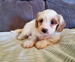Small #21 Bernedoodle (Miniature)